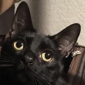 Meet your Posher, Sofia